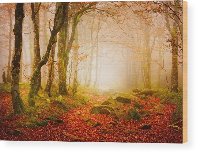 Forest Wood Print featuring the photograph Yellow Forest Mist by Philippe Sainte-Laudy