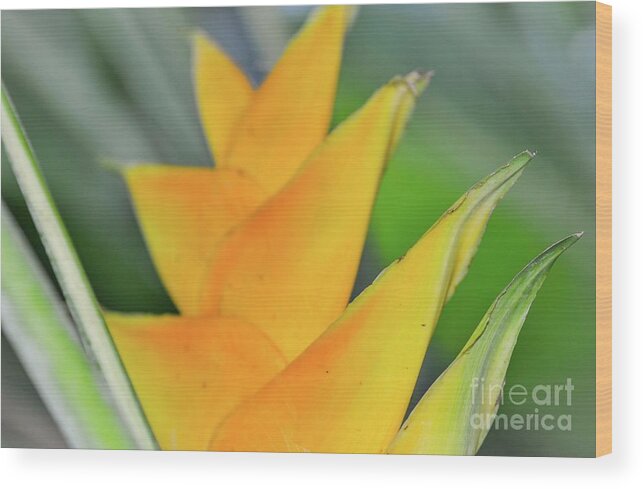 Yellow Wood Print featuring the photograph Yellow Heliconia by D Davila