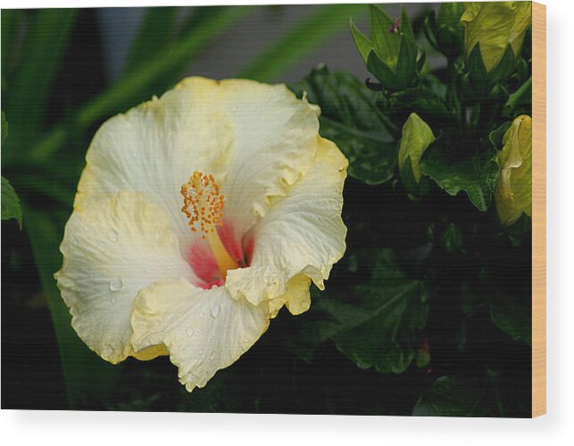 Yellow Hibiscus Wood Print featuring the photograph Yellow Hibiscus by Living Color Photography Lorraine Lynch