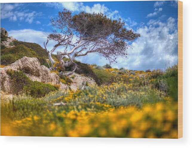 Marseille Wood Print featuring the photograph Yellow by Karim SAARI