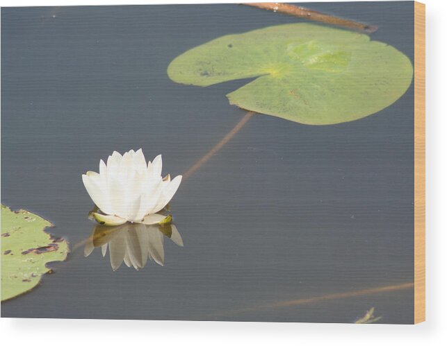 Flower Wood Print featuring the photograph Yellow Lotus by Anita Parker