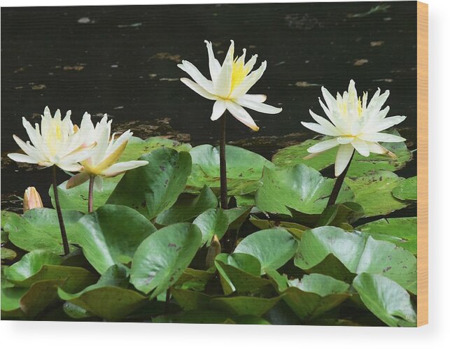 Yellow Water Lilies Wood Print featuring the photograph Yellow Water Lilies by Mary Ann Artz