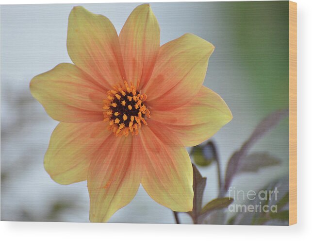 Dahlia Wood Print featuring the photograph Yellow Orange Dahlia Perfection by Debby Pueschel
