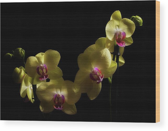 Orchid Wood Print featuring the photograph Yellow Orchid by Mike Eingle