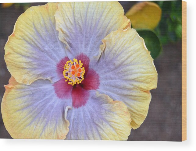 Flower Wood Print featuring the photograph Yellow Purple Hibiscus 3 by Amy Fose