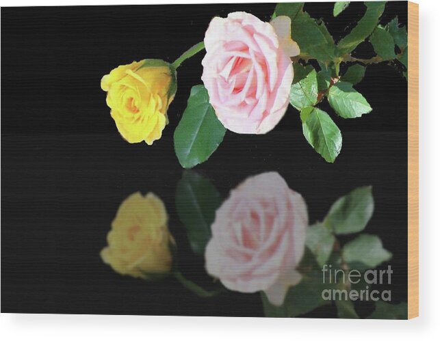 Rose Wood Print featuring the photograph Yellow Rose Bud and Pink Rose in Reflection by Janette Boyd
