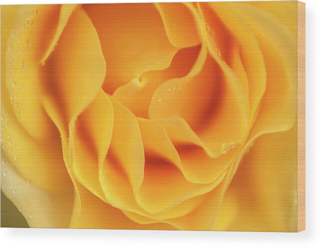Flower Wood Print featuring the photograph Yellow rose of Texas by Usha Peddamatham