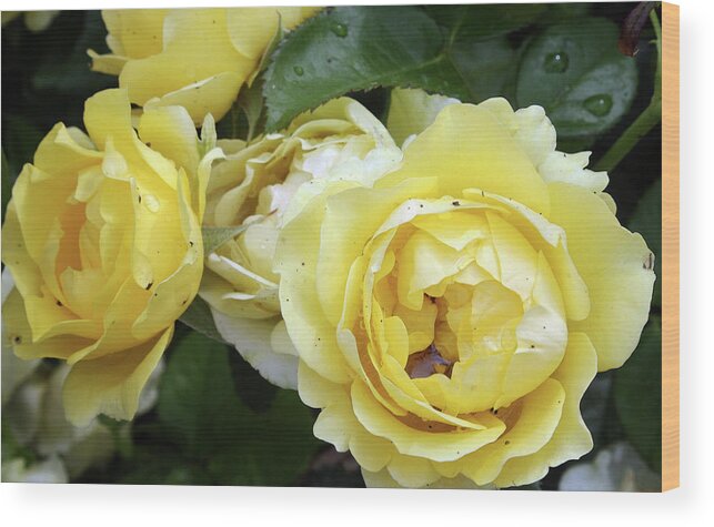 Rose Wood Print featuring the photograph Yellow Roses by Ellen Tully