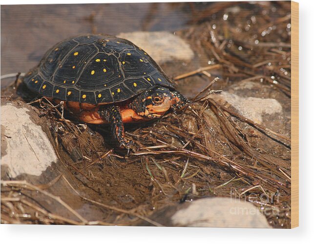 Turlte Wood Print featuring the photograph Yellow-spotted Turtle Crawling Through Wetland by Max Allen