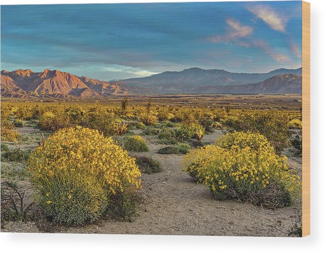 Anza-borrego Desert Wood Print featuring the photograph Yellow Sunrise by Peter Tellone