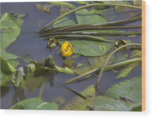Water-lilly Wood Print featuring the photograph Yellow waterlilly 2015 by Leif Sohlman