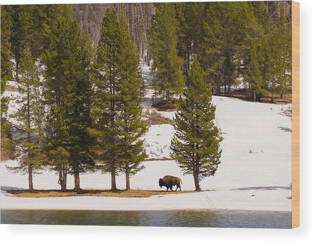Buffalo Wood Print featuring the photograph Yellowstone Buffalo by Mike Evangelist