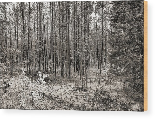 Adventure Wood Print featuring the photograph Yellowstone Fire Burn Scar by Scott McGuire