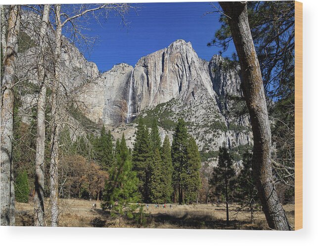 California Wood Print featuring the photograph Yosemite Falls through the trees by Roslyn Wilkins