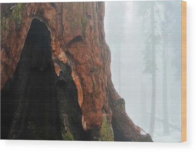 Yosemite National Park Wood Print featuring the photograph Yosemite Giant Sequoia by Kyle Hanson