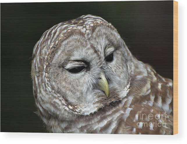 Barred Owl Owl Wood Print featuring the photograph You Mean Whom? by Amy Porter