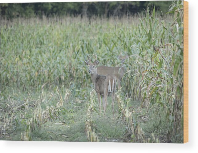 Whitetail Deer Wood Print featuring the photograph Young Buck In Velvet 2-2015 by Thomas Young