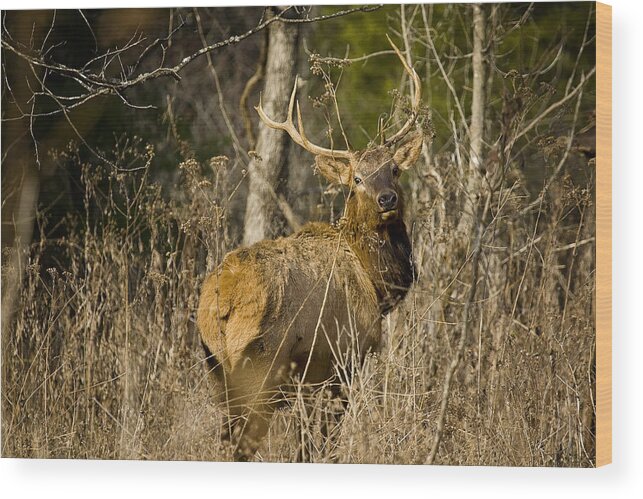 Bull Elk Wood Print featuring the photograph Young Bull on a Woodland Trail by Michael Dougherty