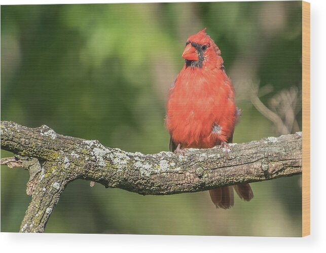 Cardinal Wood Print featuring the photograph Young Cardinal by Bruce Pritchett