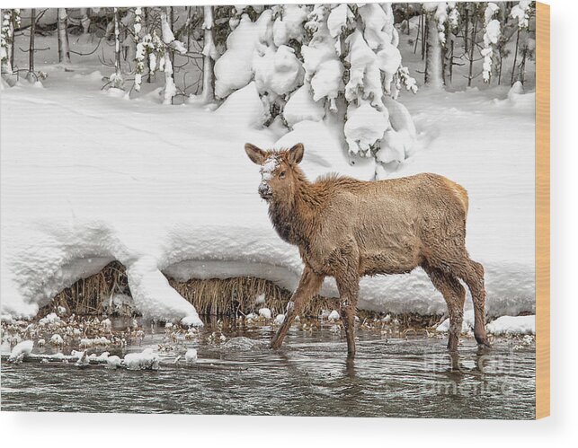 Elk Wood Print featuring the photograph Young Elk by Sonya Lang