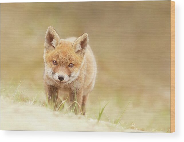 Cub Wood Print featuring the photograph Young Fox Series - Resistance is Futile by Roeselien Raimond