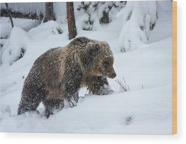 Mark Miller Photos Wood Print featuring the photograph Young Grizzly in Blizzard by Mark Miller