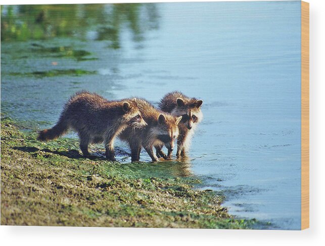 Raccoon Wood Print featuring the photograph Young Raccoons by Ted Keller