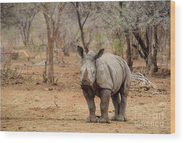 Wildlife Wood Print featuring the photograph Young Rhino by Jennifer Ludlum