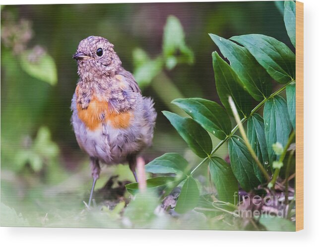 Robin Wood Print featuring the photograph Young Robin by Torbjorn Swenelius