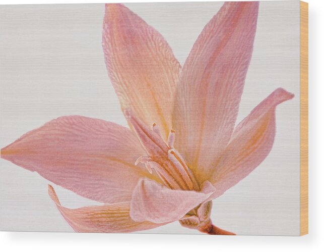 Desert Wood Print featuring the photograph Yucca Bloom by Leda Robertson