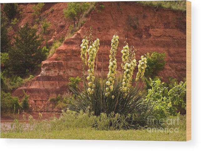 Oklahoma Wood Print featuring the photograph Yucca Plant at Great Salt Plains Lake Oklahoma by Fred Lassmann