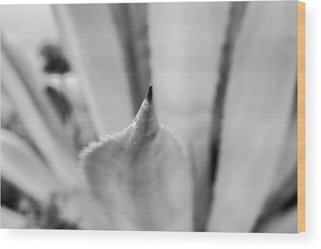 Yucca Wood Print featuring the photograph Yucca Point by Jason Hughes