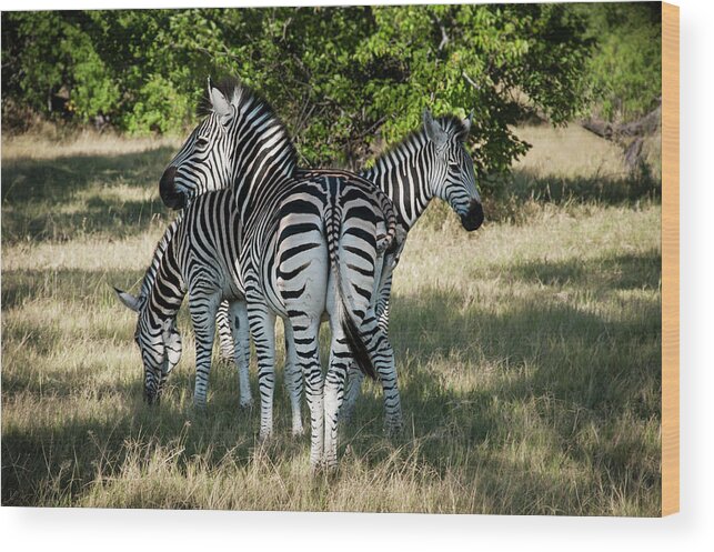 Africa Wood Print featuring the photograph Three Zebras by Adele Aron Greenspun