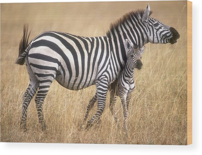 Animal Wood Print featuring the photograph Zebra and foal by Johan Elzenga