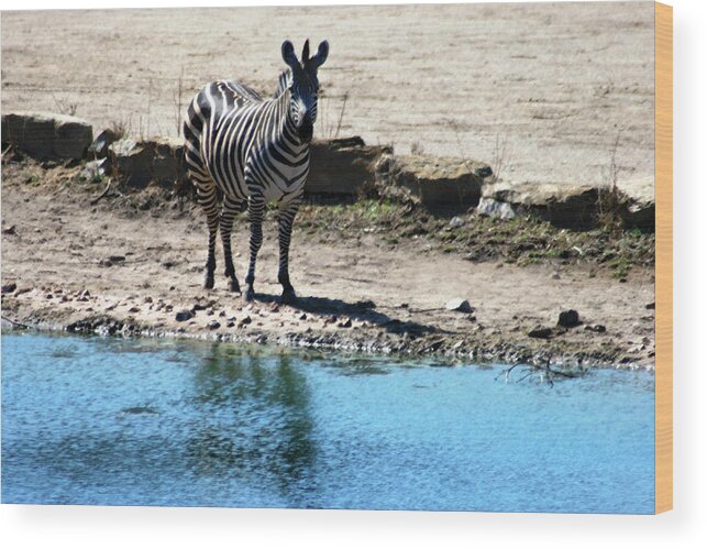 Zebra Wood Print featuring the mixed media Zebra at the watering hole by Steve Karol