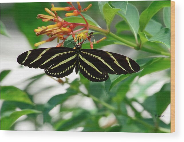 Butterfly Wood Print featuring the photograph Zebra longwing Butterfly by Bess Carter