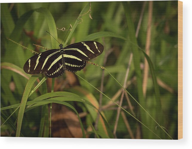 Swr Wood Print featuring the photograph Zebra Longwing by Ray Silva