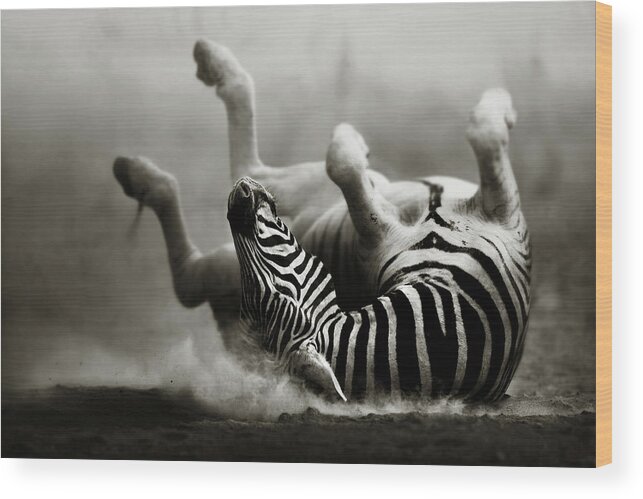 Zebra Wood Print featuring the photograph Zebra rolling by Johan Swanepoel