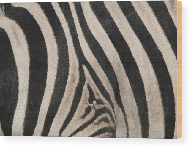 Zebra Wood Print featuring the photograph Zebra Stripes by Bruce J Robinson