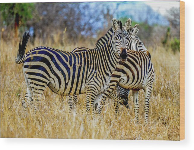Africa Wood Print featuring the photograph Zebras on the Tarangire by Marilyn Burton