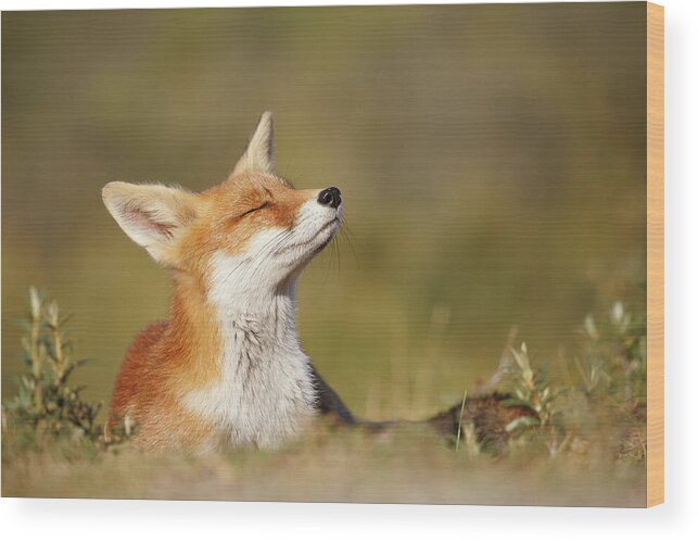 Red Fox Wood Print featuring the photograph Zen Fox Series - Summer Fox by Roeselien Raimond