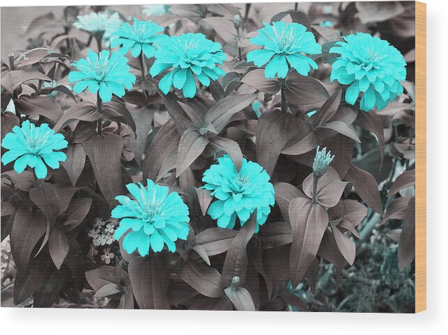 Flowers Wood Print featuring the photograph Zinnias in Aqua by Linda Phelps