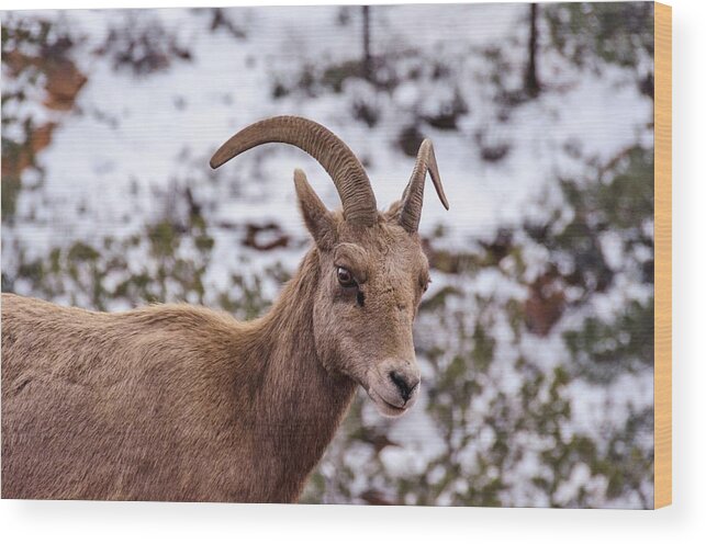 Bighorn Wood Print featuring the photograph Zion Bighorn Sheep close-up by Gaelyn Olmsted