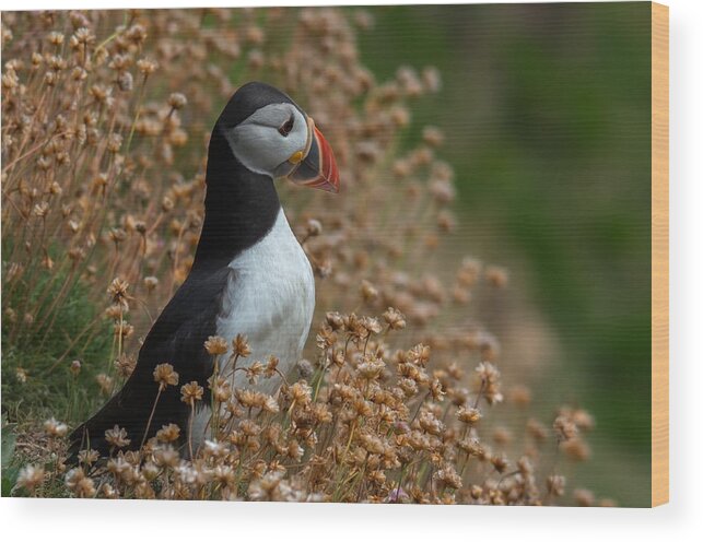 Puffin Wood Print featuring the photograph by Piotr Galus