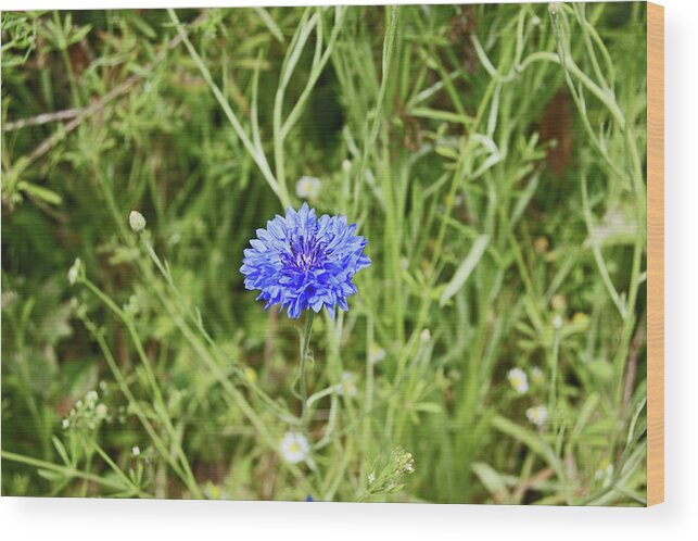 Heswall Wood Print featuring the photograph 06/07/19 HESWALL. The Wirral Way. Blue Cornflower. by Lachlan Main