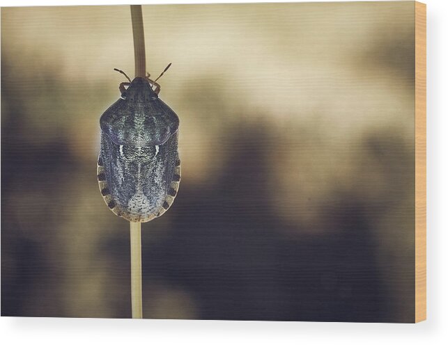 Insect Wood Print featuring the photograph A Bug Holding A Branch #1 by Cavan Images