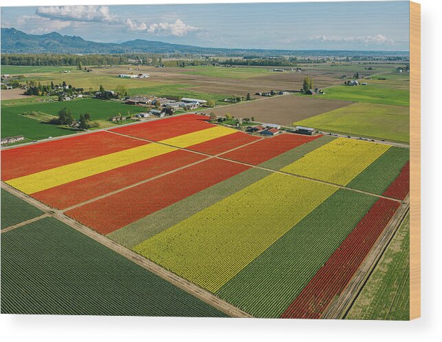 Scenics Wood Print featuring the photograph Aerial View Of Colorful Tulip Fields #1 by Pete Saloutos