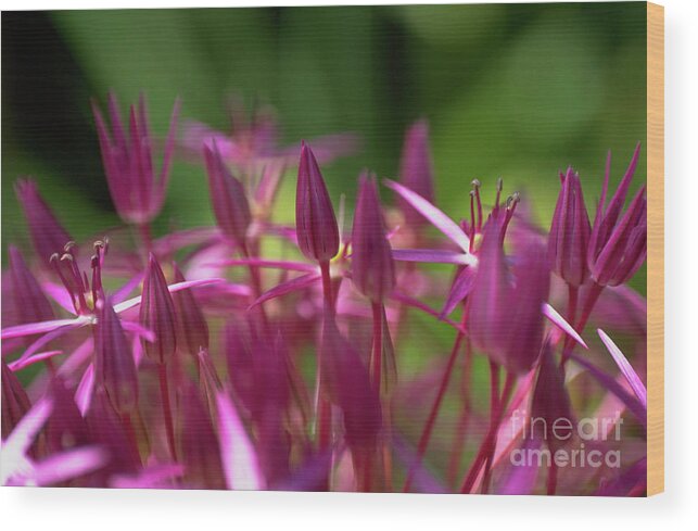 Flower Wood Print featuring the photograph Allium Globemaster. #1 by Ruth Brown/science Photo Library