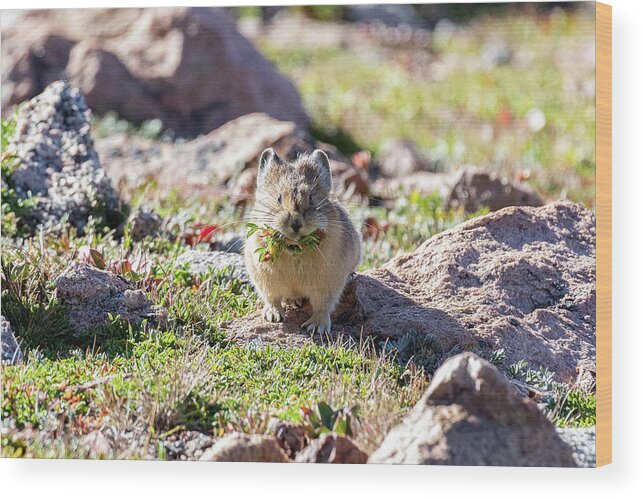 Pika Wood Print featuring the photograph American Pika with a Mouthful #1 by Tony Hake