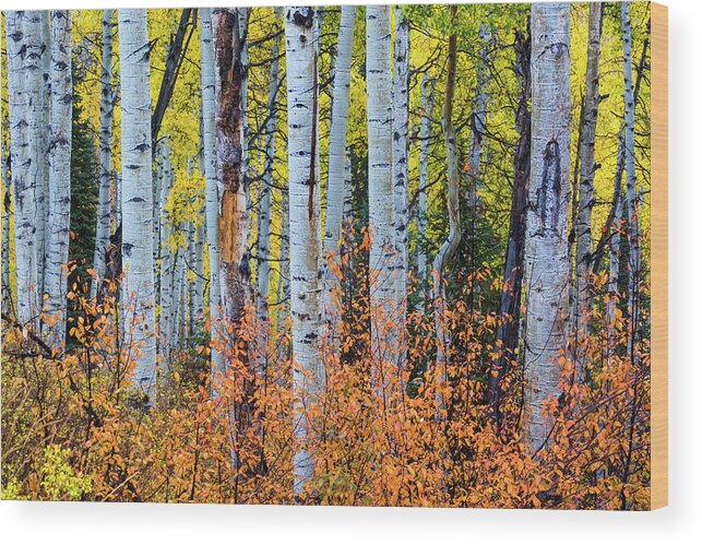 America Wood Print featuring the photograph Autumn In Color #1 by John De Bord